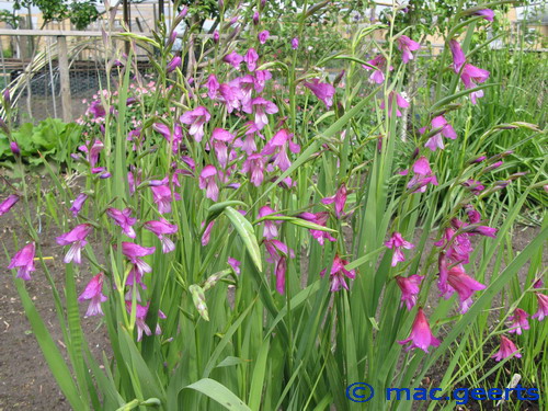 Gladiolus imbricatus